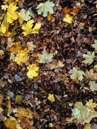 High angle view of yellow maple leaves