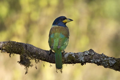 Close-up of bird perching on branch