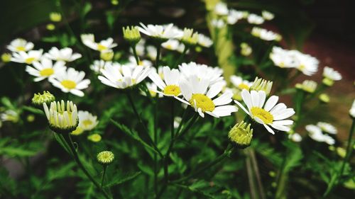 Close-up of white flowers blooming outdoors