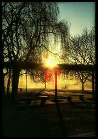 Sun shining through bare trees