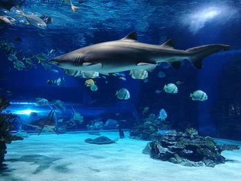 Fish swimming in aquarium