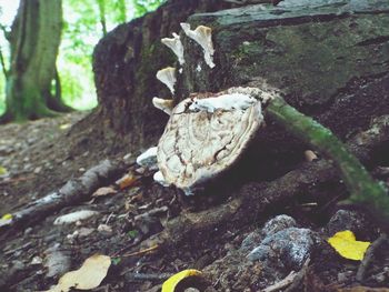 Close-up of mushrooms on tree trunk in forest