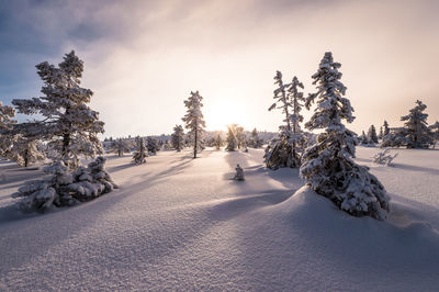 Trees on snow covered landscape against sky