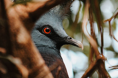 Close-up of bird