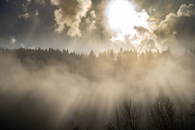 Low angle view of sunlight streaming through trees against sky