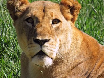 Close-up portrait of alert lioness