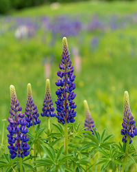 Close-up of purple flowering plants on field