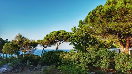 Trees against clear blue sky