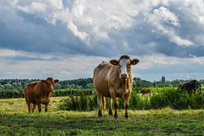 Cows standing in a field