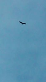 Low angle view of birds in flight