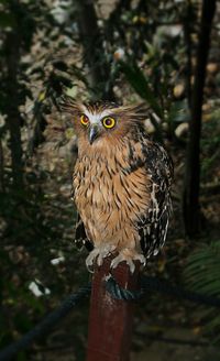 Close-up portrait of owl perching on tree