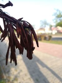 Close-up of flower against sky