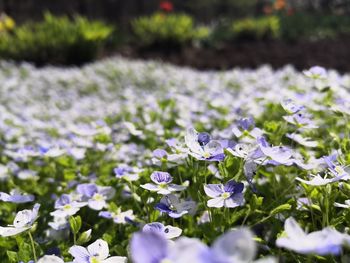 Close-up of purple crocus flowers on field