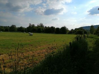 Scenic view of grassy field against sky