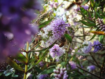 Close-up of purple flowers