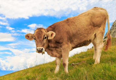 Cow standing on field against sky