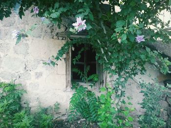 Plant growing on a wall