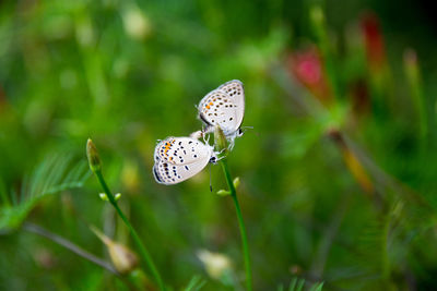 Butterfly on flower