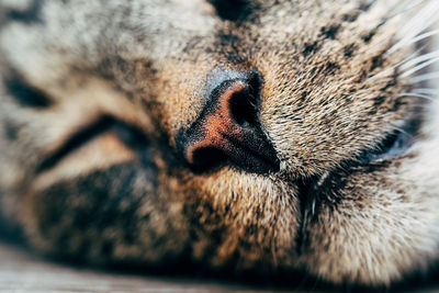 Close-up of cat relaxing outdoors