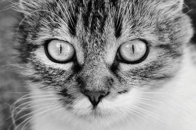 Close-up portrait of cat