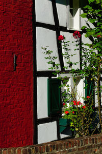 Red flowering plant on wall of building