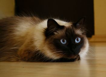 Close-up portrait of cat at home