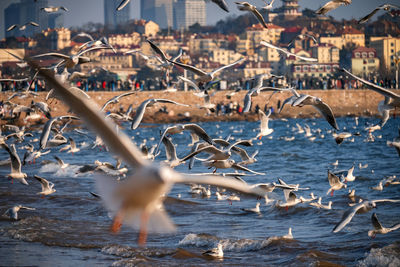 High angle view of seagulls at beach