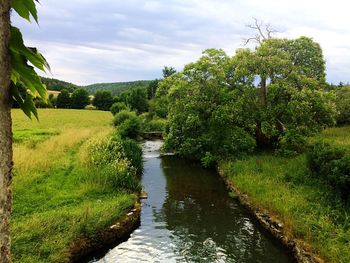 Scenic view of river amidst trees against sky