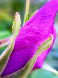 Close-up of pink flowers