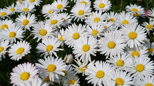 Close-up of white flowering plants