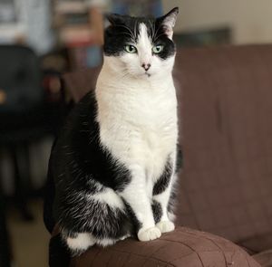 Portrait of cat sitting at home