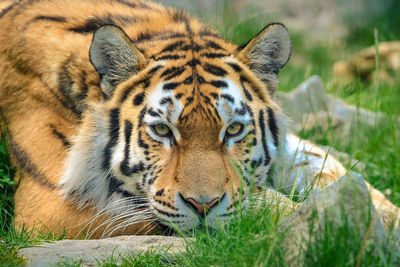 Portrait of cat in zoo