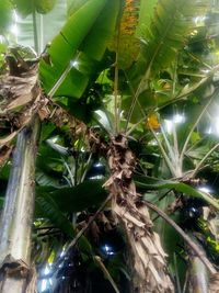 Low angle view of spider web on tree