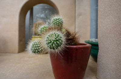 Desert cactus plant gets a close up of unique spines