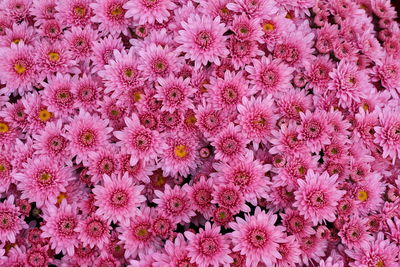 Close-up of pink flowering plants