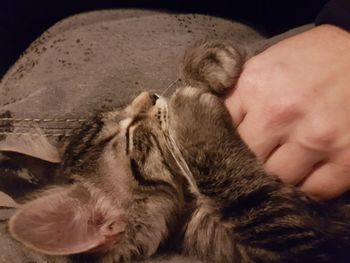 Close-up of hand with cat