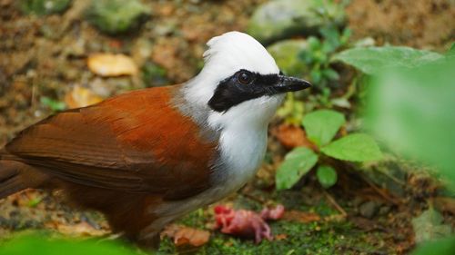 Close-up of bird perching on leaf