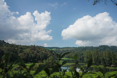 Panoramic shot of trees on field against sky