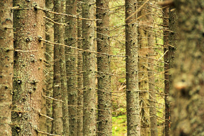 Close-up of pine tree trunk in forest