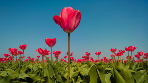 Close-up of multi colored tulips growing in field against clear sky