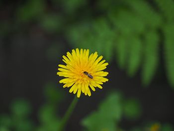 Close-up of yellow flower blooming outdoors