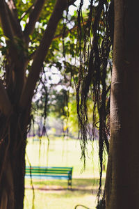 Close-up of tree trunk