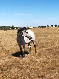 View of horse on field