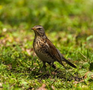 Close-up of bird perching on a field