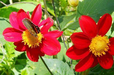 Close-up of red flower