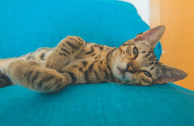 Close-up of a cat lying on bed