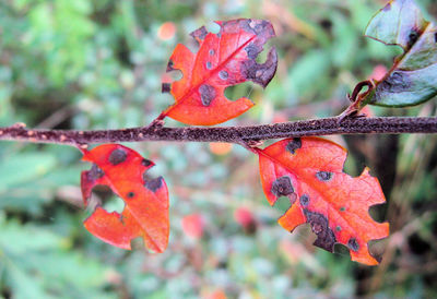 Close-up of maple leaves