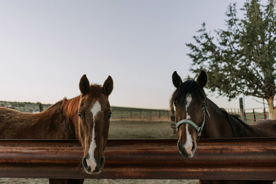 Horses in ranch against sky