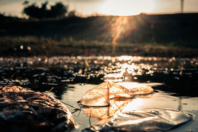 Close-up of leaves against lake during sunset