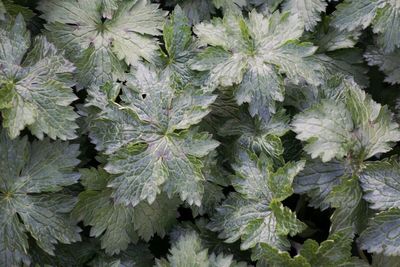 Full frame shot of leaves